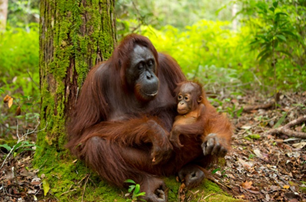 Orangutan,In,The,Jungle,Of,Borneo,Indonesia.